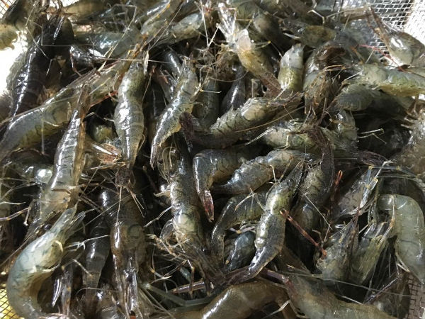 河虾检测重金属超标，河虾检测项目和标准是什么？