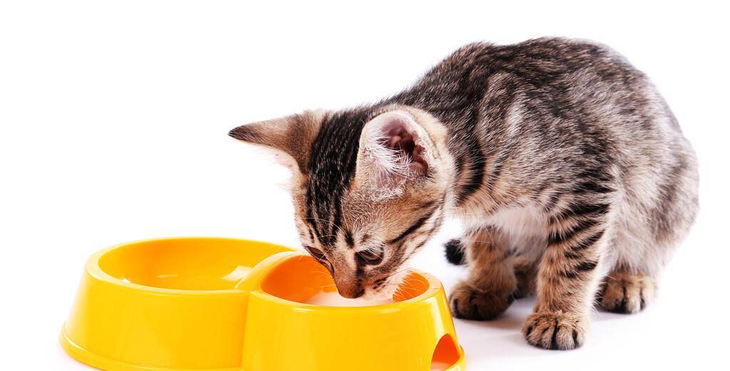 猫粮检测哪些项目？猫粮检测执行标准