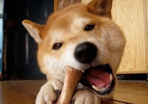 狗咬胶要检测水分吗？狗咬胶水分检测方法是什么？