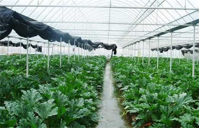 冬天病虫少，大棚蔬菜农药用的少？可以不检测蔬菜农残吗？