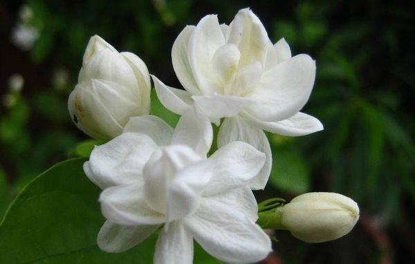 检测机构茉莉花检测项目有哪些？